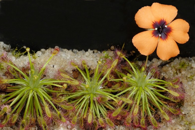 foto: Tomáš Vávra Drosera barbigera