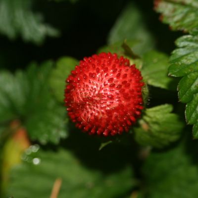 Jak Maruška jahodky indické sbírala