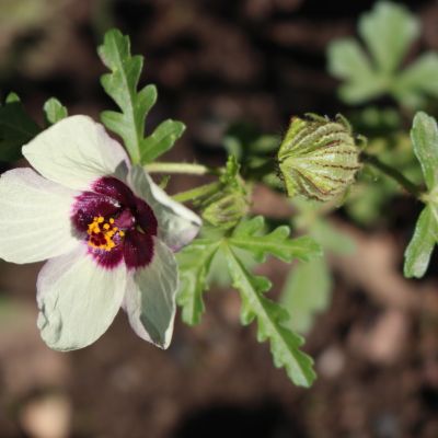 Za pleveli do zahrady